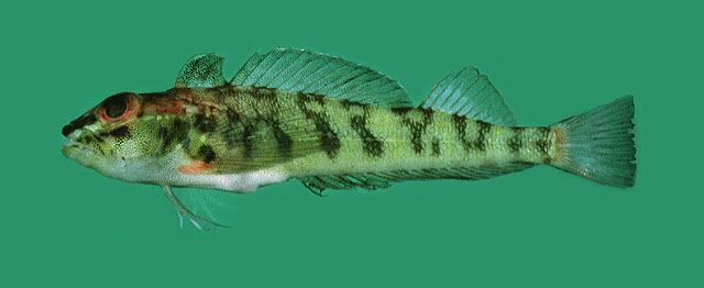 Helcogramma vulcana Randall & Clark, 1993